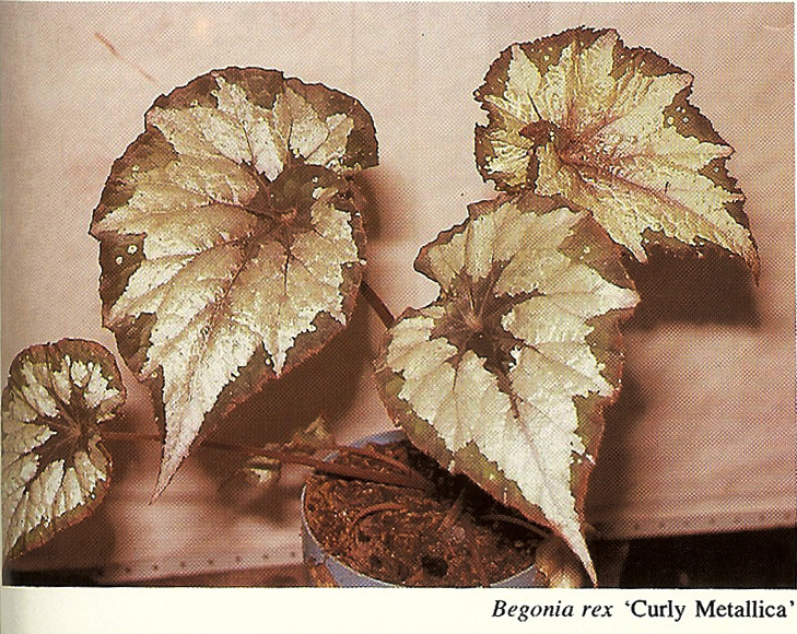 B. ‘Curly Metallica’